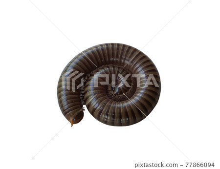 A photo of a millipede on a white background 77866094