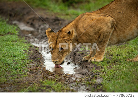 Close-up of lion cub drinking from ditch 77866722