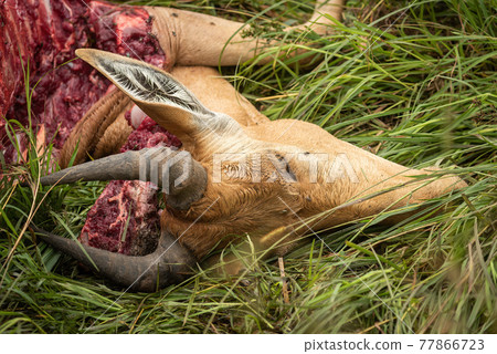 Close-up of head of Coke hartebeest carcase 77866723