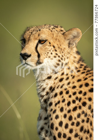 Close-up of head and shoulders of cheetah 77866724