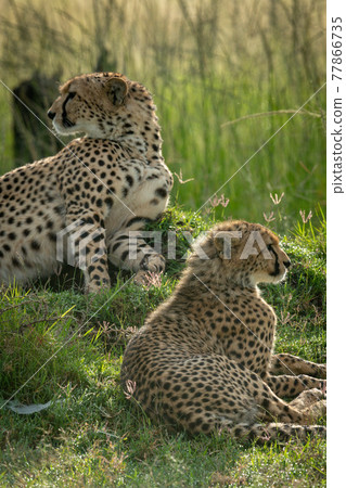 Close-up of cub lying down with cheetah Close-up of cub lying down with cheetah 77866735