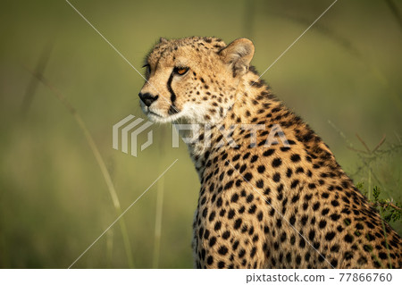 Close-up of cheetah sitting in tall grass Close-up of cheetah sitting in tall grass 77866760
