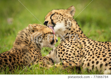 Close-up of cheetah lying washing her cub 77866784