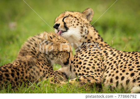 Close-up of cheetah lying licking her cub Close-up of cheetah lying licking her cub 77866792