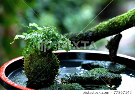 在花園的背景下，用種植亞洲塔姆的苔蘚球裝飾水池 77867143