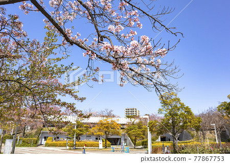 新潟市白山公園櫻花（新潟縣市民中心前） 77867753