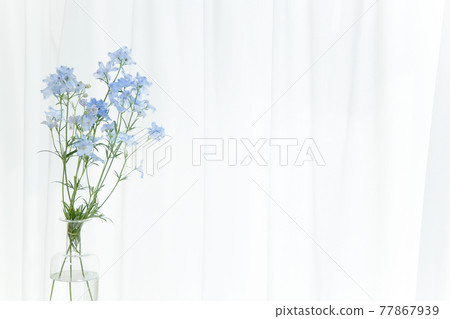 Vase placed by the window Delphinium flower Vase placed by the window Delphinium flower 77867939