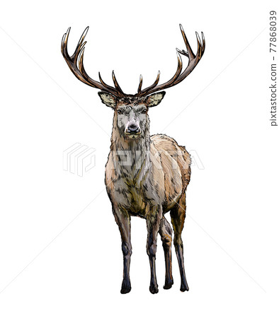Red deer from a splash of watercolor, colored drawing, realistic Red deer from a splash of watercolor, colored drawing, realistic 77868039