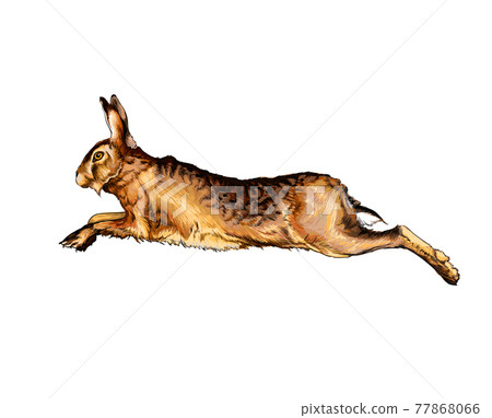 Hare, rabbit from a splash of watercolor, colored drawing, realistic 77868066
