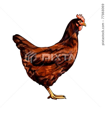 Brown hen, chicken from a splash of watercolor, colored drawing, realistic 77868069