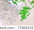 Leaves and shadows 77868103