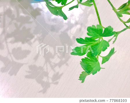 Leaves and shadows Leaves and shadows 77868103