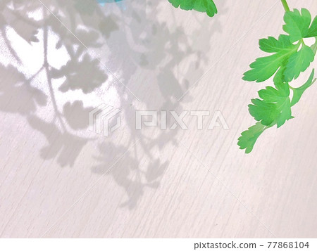 葉子和陰影 葉子和陰影 77868104