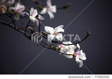 White magnolia kobus flowers blooming in the shade White magnolia kobus flowers blooming in the shade 77868566