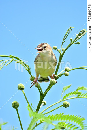 Wild bird / skylark Wild bird / skylark 77869086