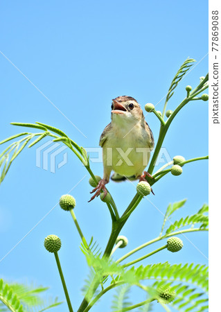 Wild bird / skylark Wild bird / skylark 77869088