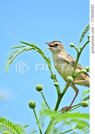 Wild bird / skylark Wild bird / skylark 77869092