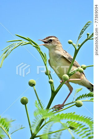 Wild bird / skylark Wild bird / skylark 77869094