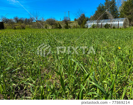 Tall green natural grass with tall stems of weeds and a plastic wrap greenhouse in the background Tall green natural grass with tall stems of weeds and a plastic wrap greenhouse in the background 77869214