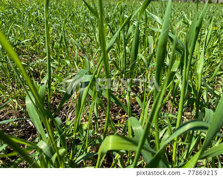 Tall green natural grass with tall stems of weeds Tall green natural grass with tall stems of weeds 77869215