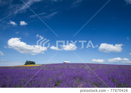 Flower field of Kanno Farm in Hokkaido in summer 77870426