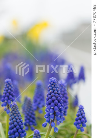 Muscari 77870468