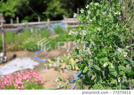 蠶豆花 蠶豆花 77870818