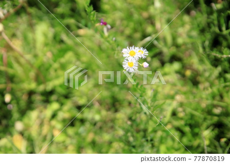 姬城花 姬城花 77870819