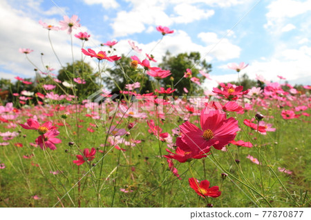 【北海道】國立瀧野鈴蘭丘陵公園的波斯菊 77870877