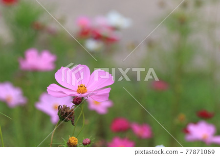 [Hokkaido] Cosmos in the national Takino Suzuran Hillside Park 77871069