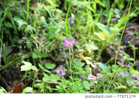 Astragalus flowers Astragalus flowers 77871174