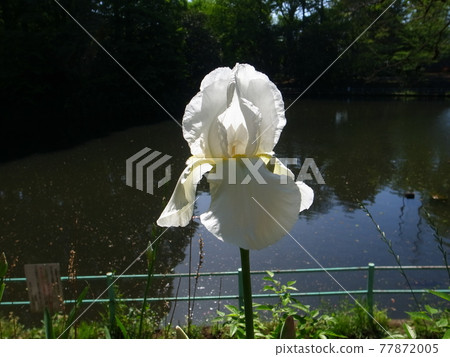 德國鳶尾 77872005