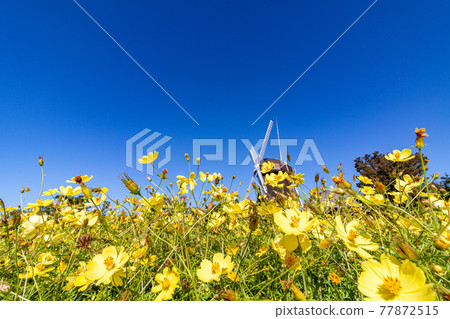 Cosmos Cosmos 77872515