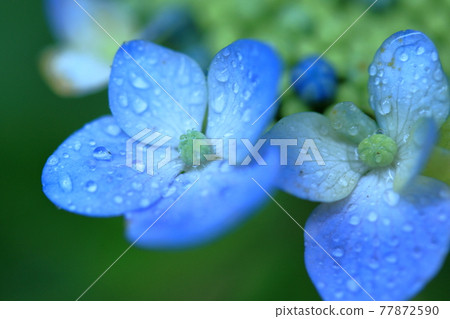 一朵可愛的繡球花，花瓣上有美麗的水滴 77872590