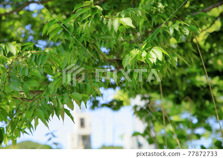 哈納麵條的葉子 77872733