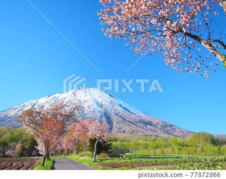 Superb view of Hokkaido Makkari Shrine's row of cherry blossom trees and Mt. Yotei 77872866