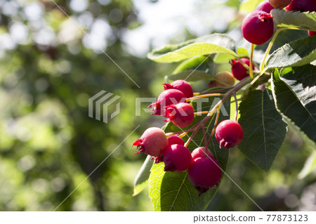 Sweet and sour Juneberries 77873123
