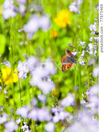 Blue toadflax and a butterfly Blue toadflax and a butterfly 77873469