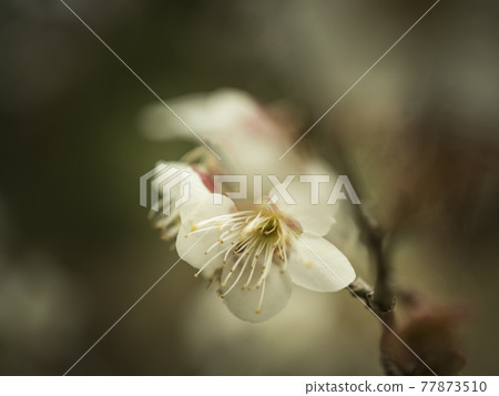 White world of plum blossoms [flowers / plants] 77873510