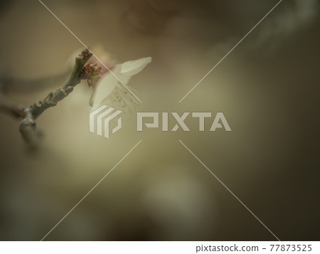 White world of plum blossoms [flowers / plants] 77873525