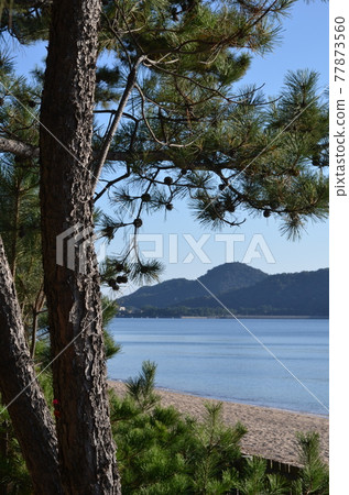 Murozumi coast with pine forest and white sand Murozumi coast with pine forest and white sand 77873560