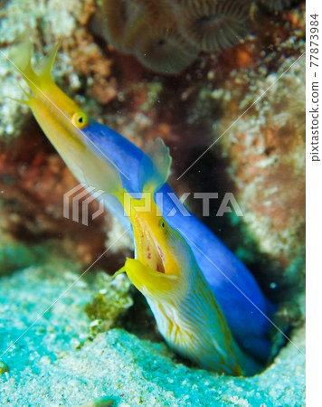 Appeal of a good friend couple of Ribbon eel Appeal of a good friend couple of Ribbon eel 77873984