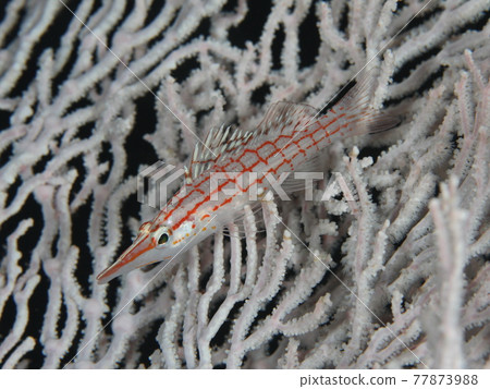 長鼻鷹魚,長著美麗的紅色網眼,生活在白山羊身上 長鼻鷹魚,長著美麗的紅色網眼,生活在白山羊身上 77873988
