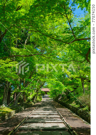 京都毗沙門堂的清新綠意 77874150