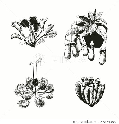 Set of carnivorous plants. Vector illustration. Set of carnivorous plants. Vector illustration. 77874390