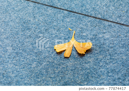 Late autumn scenery 77874417