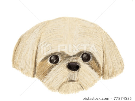 西施犬 西施犬 77874585