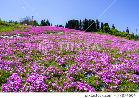 Blue sky and moss phlox, Yokote City, Akita Prefecture 77874604