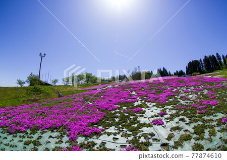 秋田縣橫手市藍天青苔福祿考 77874610