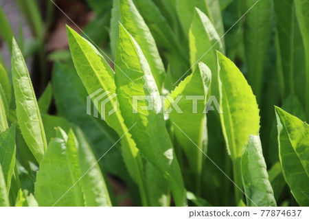 錫安 / 野花（菊科） 77874637